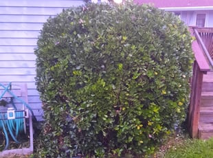 Bush Trimming by Jessica Porter for John R. in Hyattsville, MD