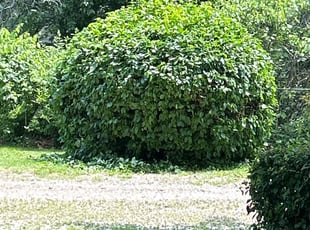 Bush Trimming by Mark Marin for William H. in Topeka, KS