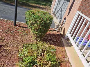 Bush Trimming by Lara Rahmani for Mary S. in Woodbridge, VA