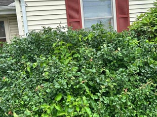 Bush Trimming by Jorey Labonte for Nancy A. in South Burlington, VT