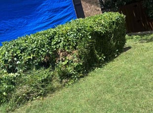 Bush Trimming by Timothy Jones for Chris G. in Frisco, TX