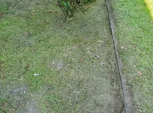 Weeding by Rodney Ogburn for Ashley A. in Newport News, VA