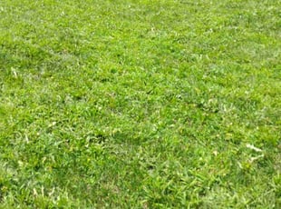 Juanita M.'s Lawn Service service result