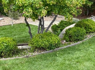 Bush Trimming by Bill Schwartz for Ronna P. in Castle Rock, CO