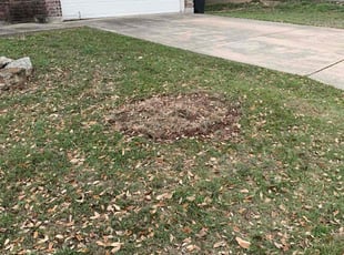 Weeding by Andrew Garza for Susan F. in San Antonio, TX