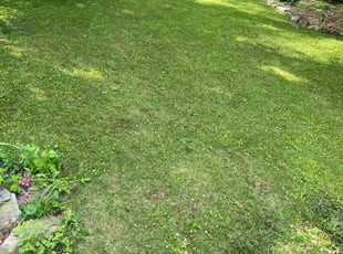 Rebecca W.'s Lawn Mowing Service service result