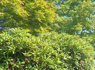 Bush Trimming by Robert Martin for Denh S. in Everett, WA