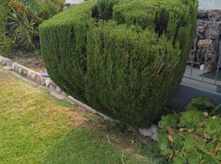 Bush Trimming by Fernando Gomez Rodriguez for Phyllis R. in Los Angeles, CA