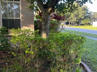 Bush Trimming by Corey Johnson for Michael H. in Riverview, FL