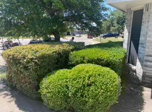 Bush Trimming by Tyler Harsch for Laura E. in Rhome, TX
