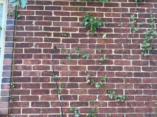 Cleanups by Dwayne Hope for Charles W. in Dundalk, MD
