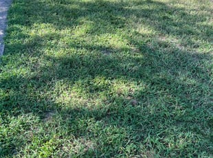 Kathy V.'s Lawn Service service result
