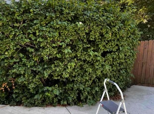 Bush Trimming by Marcuske Moss for Bill A. in Atlanta, GA