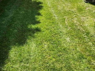 Darlene R.'s Lawn Mowing service result