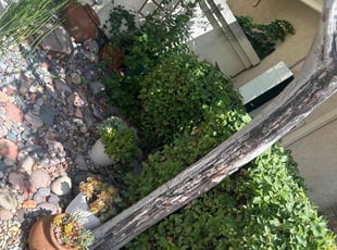 Bush Trimming by Earl Miller for Jeremy Y. in San Diego, CA