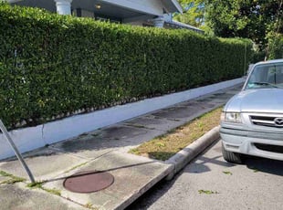 Bush Trimming by George Shuler for Caitlin M. in Tampa, FL