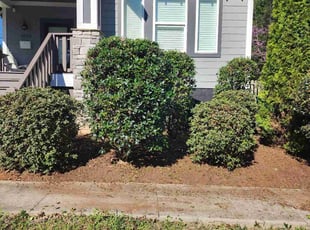 Bush Trimming by Denise James for Melissa J. in Charlotte, NC