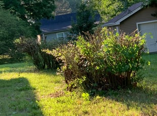 Bush Trimming by David Worman for Yolanda O. in Kannapolis, NC