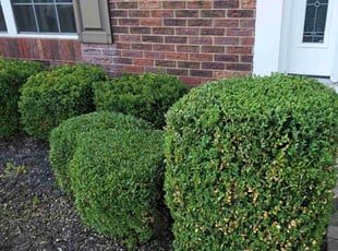 Bush Trimming by Edward Mauler for Cindy A. in Powell, OH