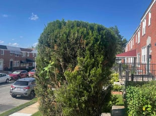 Bush Trimming by Lamar Copeland for Carville H. in Baltimore, MD