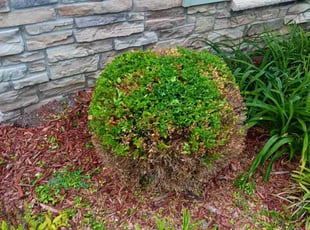 Bush Trimming by Dontai Jackson for Samantha A. in Louisville, KY