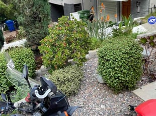 Bush Trimming by Alexander Stevenson for Adam H. in Los Angeles, CA
