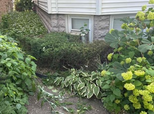 Bush Trimming by Cornelius Eubanks for Britt F. in Chicago, IL