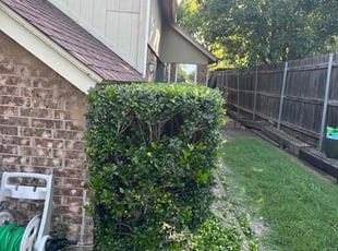 Bush Trimming by Daniel Lopez for Felix R. in Fort Worth, TX