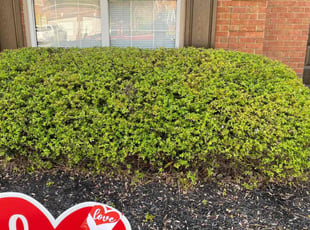 Bush Trimming by Enrique Juarez for Maurice P. in Roswell, GA