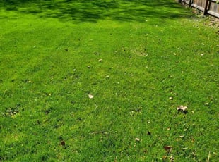 Amanda D.'s Lawn Service service result