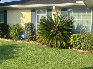 Bush Trimming by Nicholas Boutte for Enjoli W. in New Orleans, LA