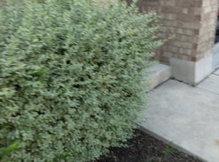 Bush Trimming by Dominic Weathersby for Selina S. in San Antonio, TX
