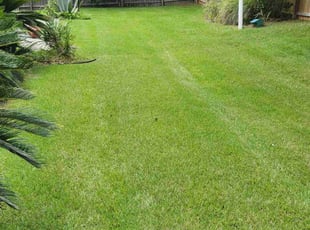 Amy W.'s Lawn Mowing service result
