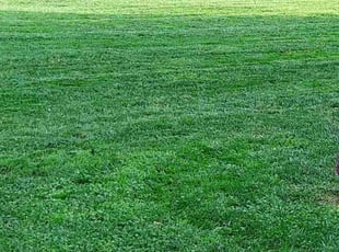 Jeffrey D.'s Lawn Mowing Service service result