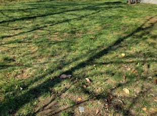 Leaf Removal by Shane Chabot for Alyson W. in Worcester, MA