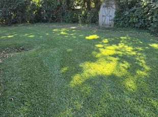Diana U.'s Lawn Service service result