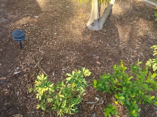 Weeding by Katherine Fischer for Janan D. in Land O' Lakes, FL
