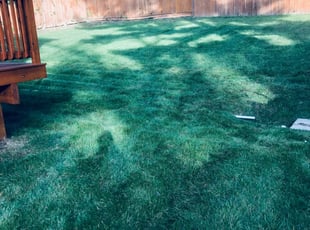 Takashi M.'s Lawn Maintenance service result