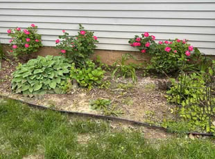 Weeding by Troy Wheatley for Angèle K. in Toledo, OH