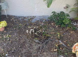 Landscaping by Taylor Fults for Rodney G. in Deltona, FL