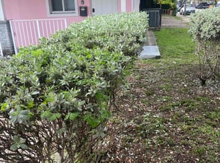 Bush Trimming by Joseph Johnson for Ali N. in Miami, FL