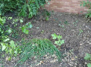 Cleanups by Dmarrio Gomiller for anne b. in Belleville, IL