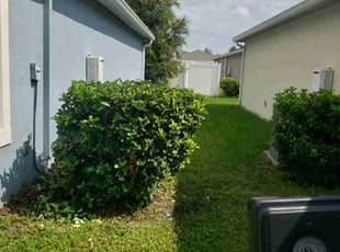 Bush Trimming by Ozzie Barnes for Alexanderia V. in Leesburg, FL