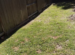 Cleanups by Daniel Campos for Allison K. in Houston, TX