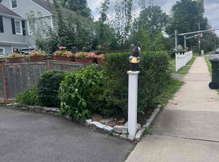 Bush Trimming by Juan Vergara for Elli F. in West Hartford, CT
