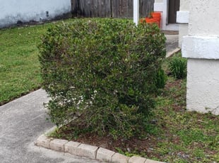 Bush Trimming by Carlos Arocho for Kelly B. in Orlando, FL