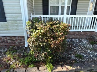 Bush Trimming by Ryan Winnard for Jacob H. in Jacksonville, NC