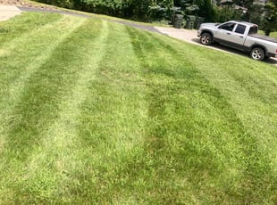 Kamilah W.'s Grass Cutting service result