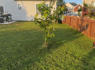 Frank N.'s Grass Cutting service result