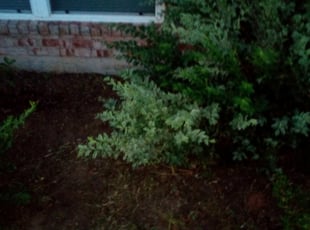 Weeding by Brandyn Moreno for Brittney P. in Midwest City, OK